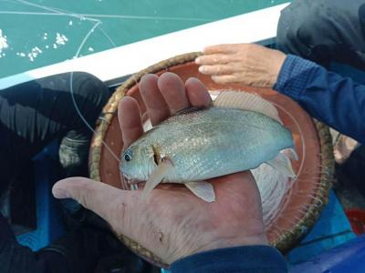 加芒魚(白姑魚)